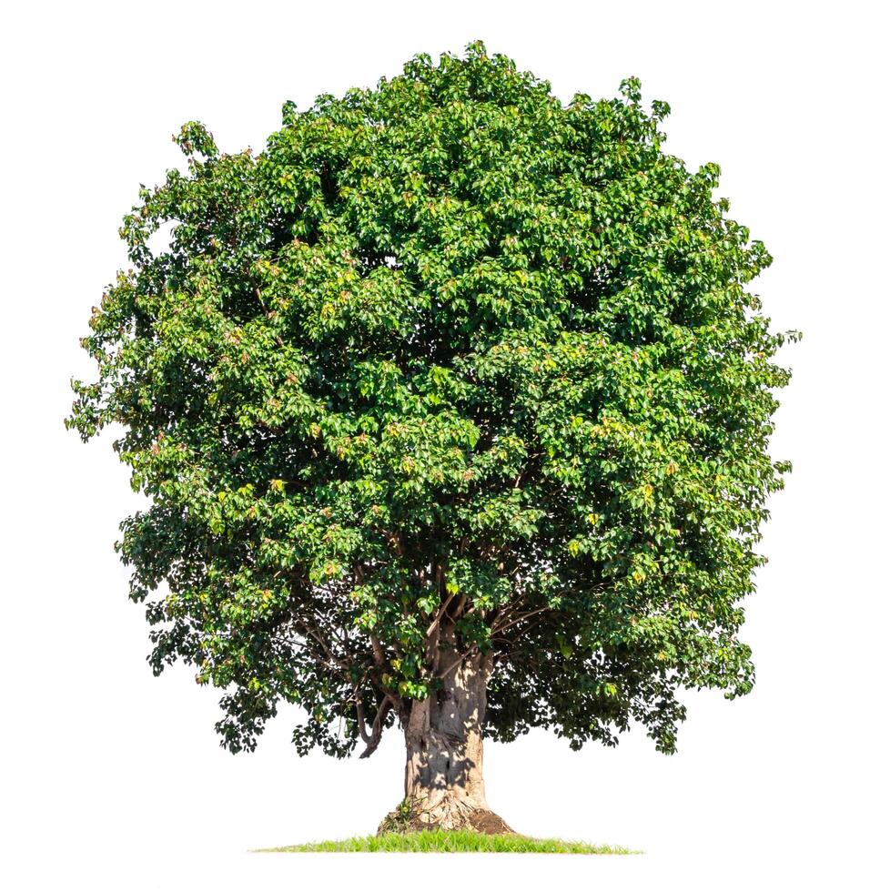 big tree isolate on white background photo