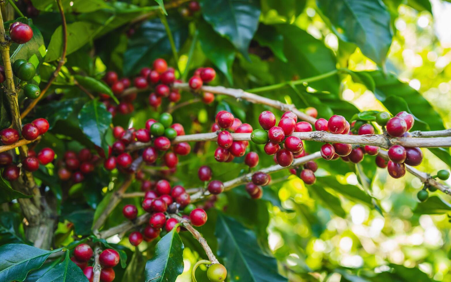 Fresh coffee beans are on the trees at the farm ready for harves photo