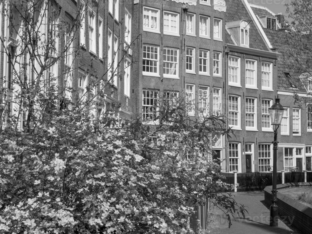 spring time in amsterdam photo
