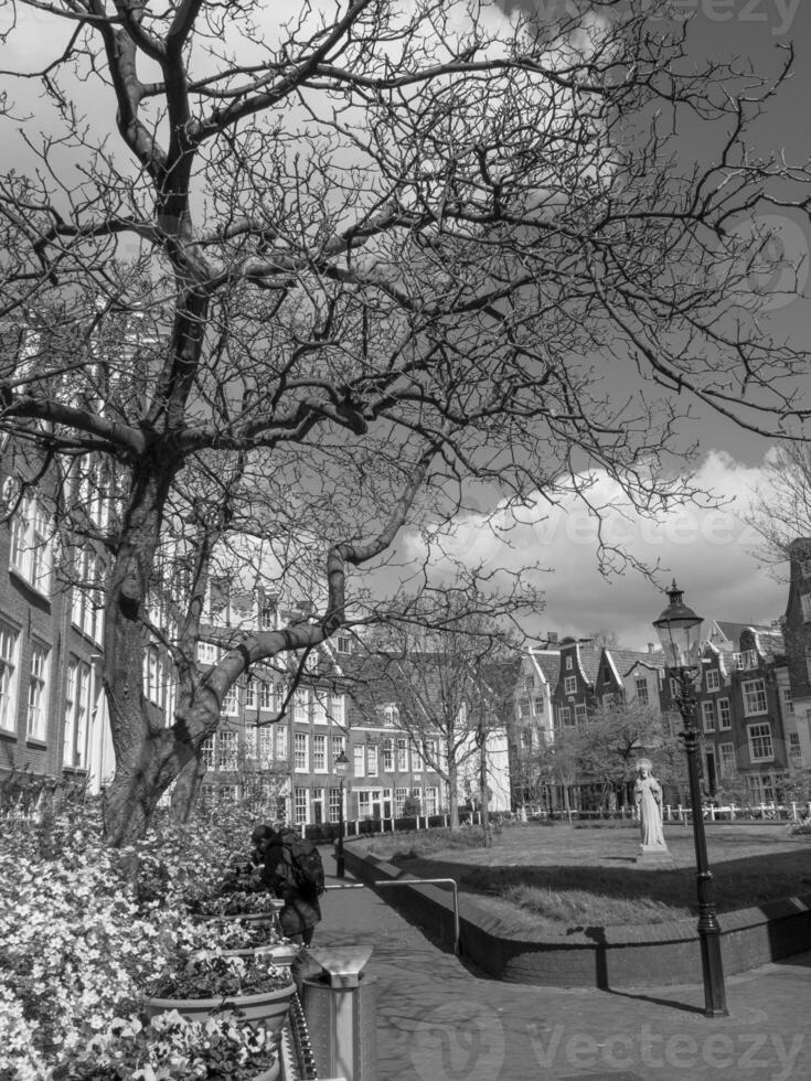 spring time in amsterdam photo