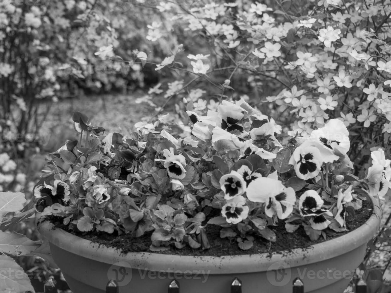 spring time in amsterdam photo