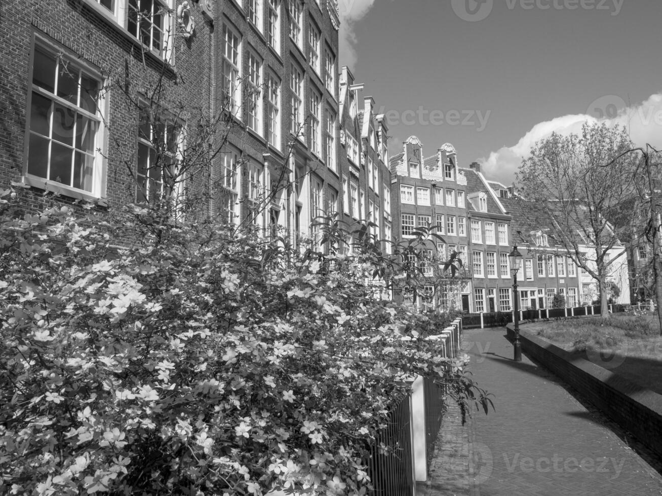 spring time in amsterdam photo