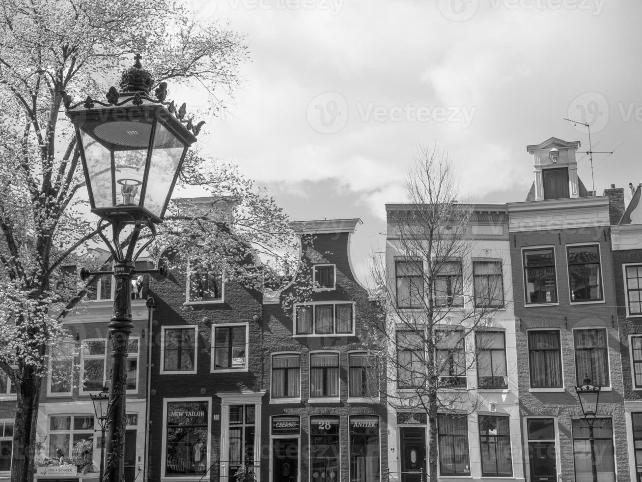 spring time in amsterdam photo