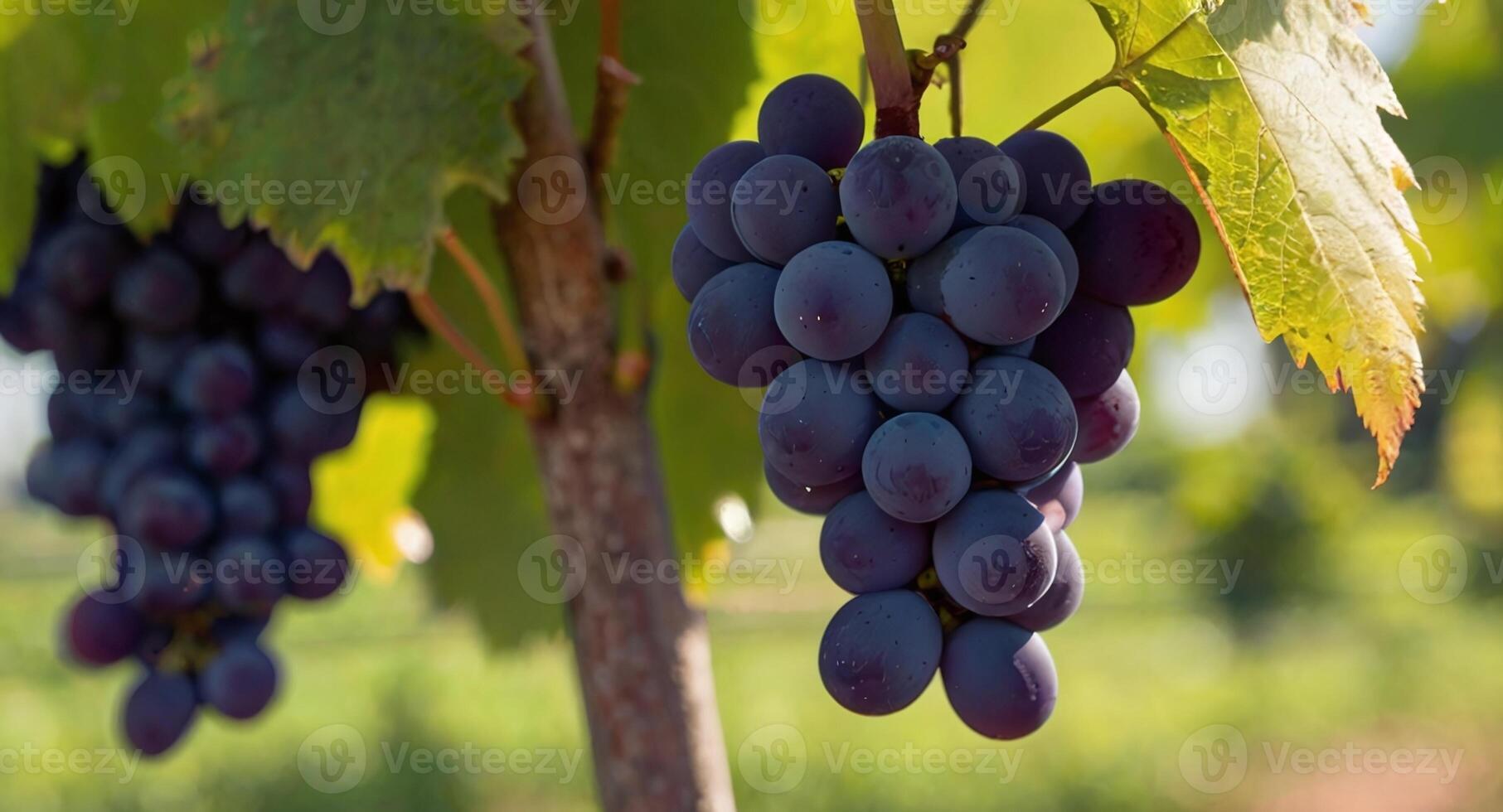 AI generated Close up image of grapes hanging on the tree in a vineyard in the morning with sunshine photo