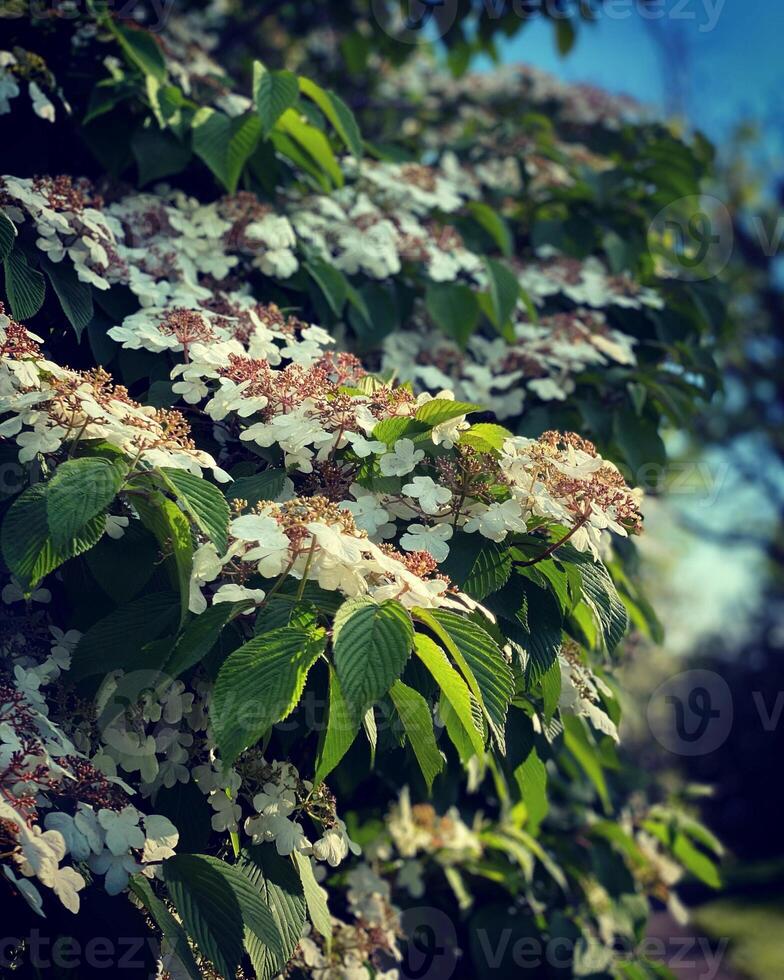 White flowers on the branches of a tree in the garden in spring photo