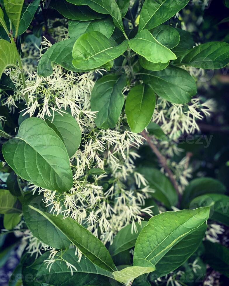 Close up of white flowers and green leaves on a tree in spring photo