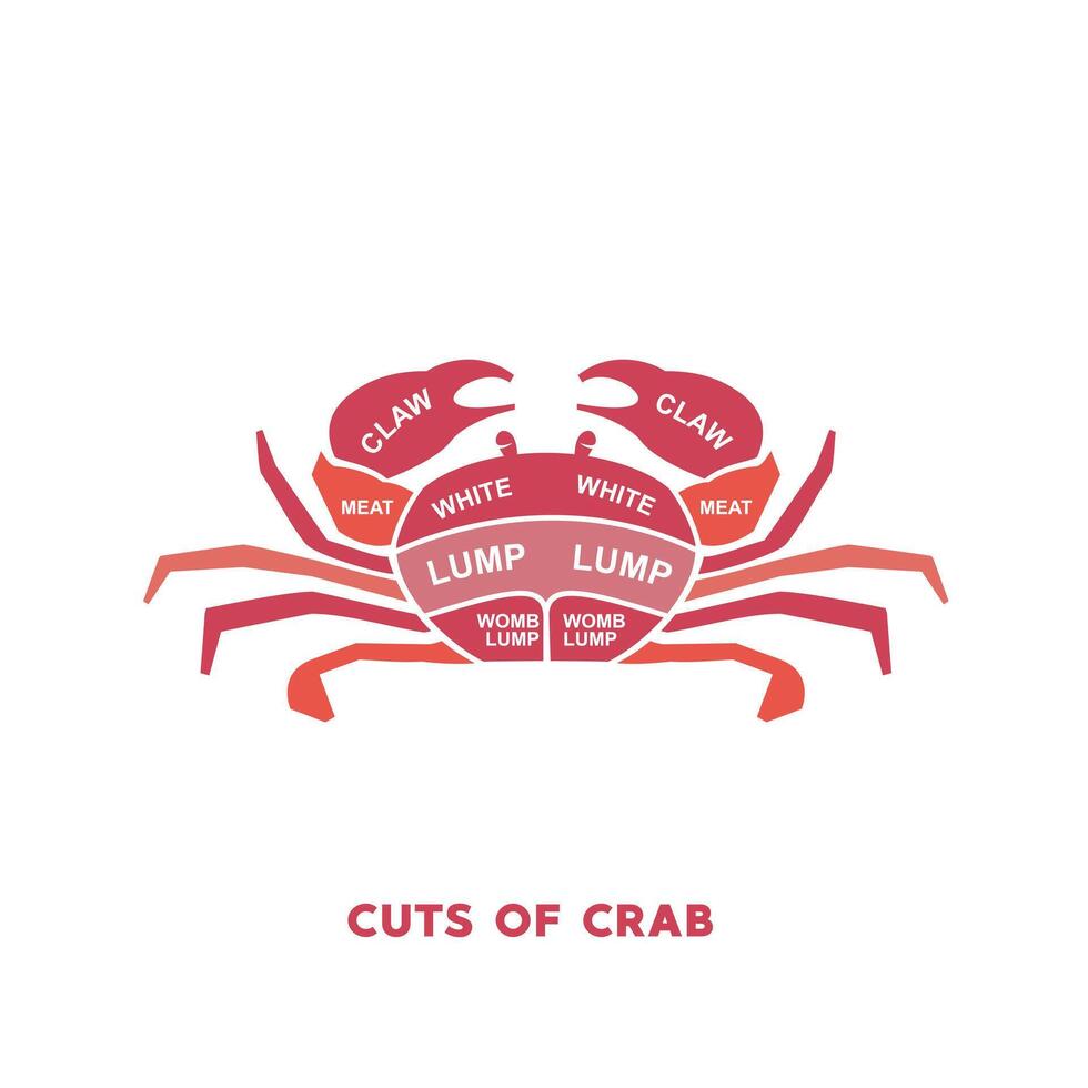 vector illustration guide Meat cuts set. crab Butcher Poster diagrams and schematics.