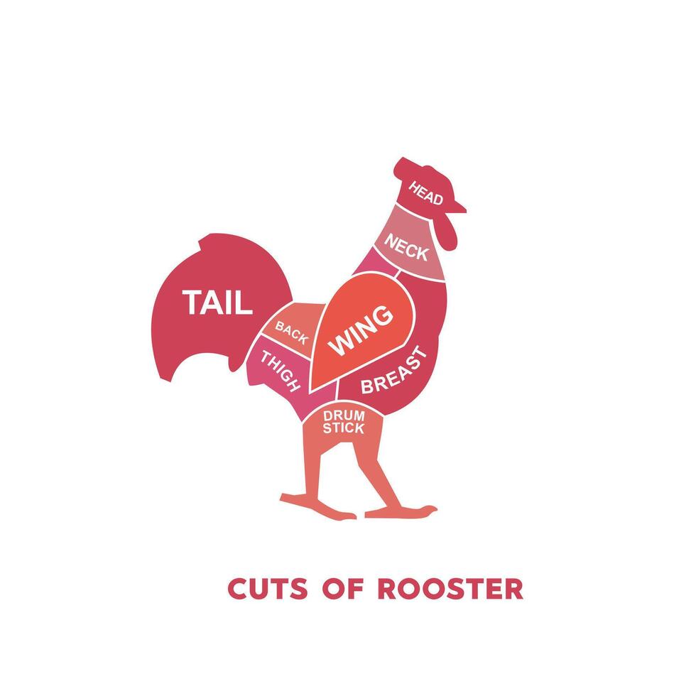vector illustration guide Meat cuts set. chicken Butcher Poster diagrams and schematics.