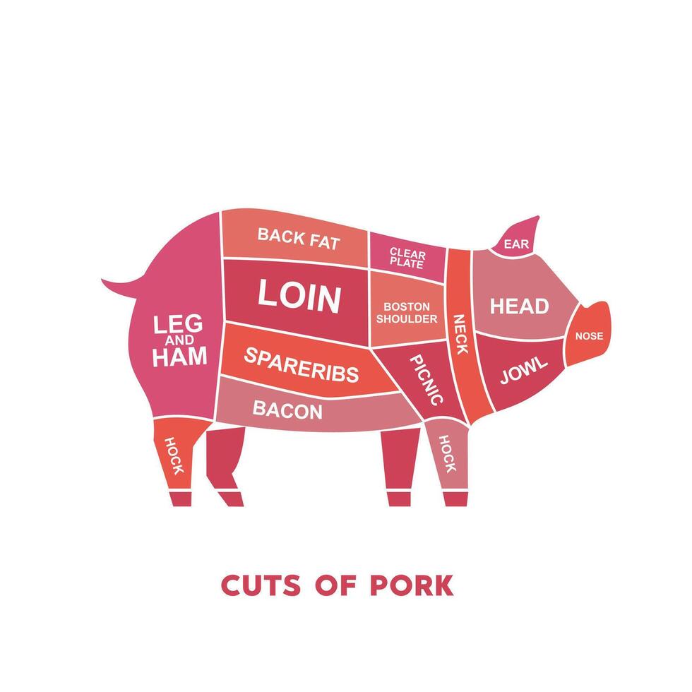 vector illustration guide Meat cuts set. pork Butcher Poster diagrams and schematics.