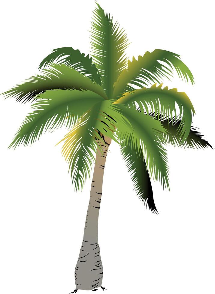 Coconut or palm tree isolated on white background cartoonist vector illustration