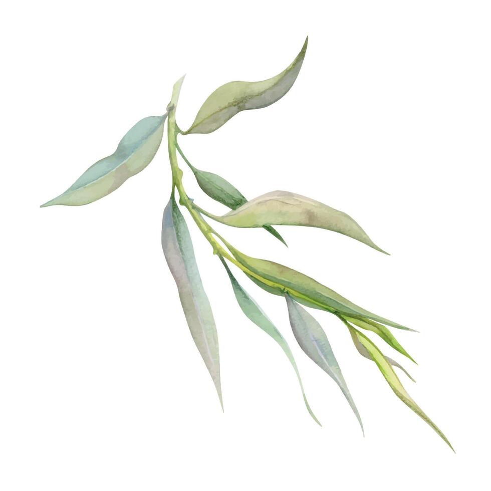 Hand drawn watercolor illustration botanical leaves. Osier ash oak acacia blackwood willow lancet eucalyptus laurel branch. Single object isolated on white background. Design wedding, love cards, shop vector