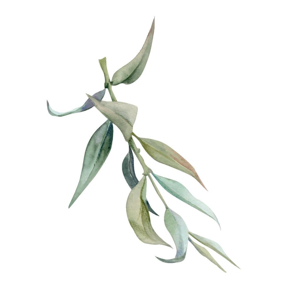 Hand drawn watercolor illustration botanical leaves. Osier ash oak acacia blackwood willow lancet eucalyptus laurel branch. Single object isolated on white background. Design wedding, love cards, shop vector
