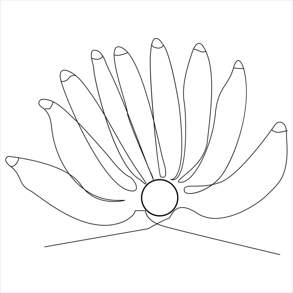 Continuous one line banana drawing out line vector illustration design