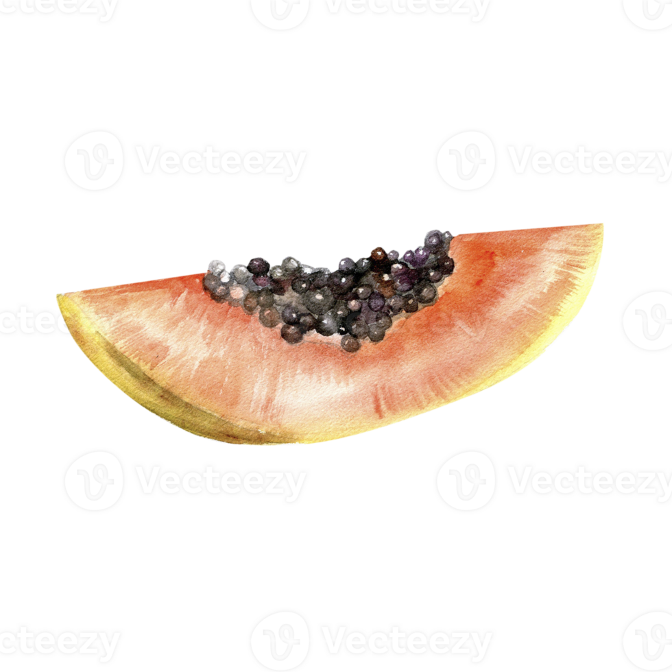 Watercolor tropical papaya illustration. Summer juicy summer fruit slice with black seeds , element for label, packing, product design png