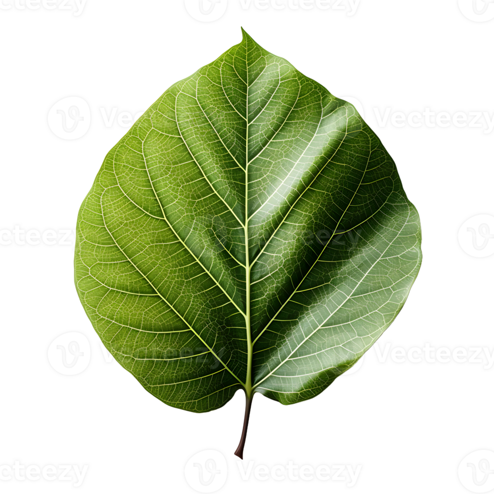AI generated Fresh Green Bodhi Leaf Isolated on a White Background. Generative Ai png