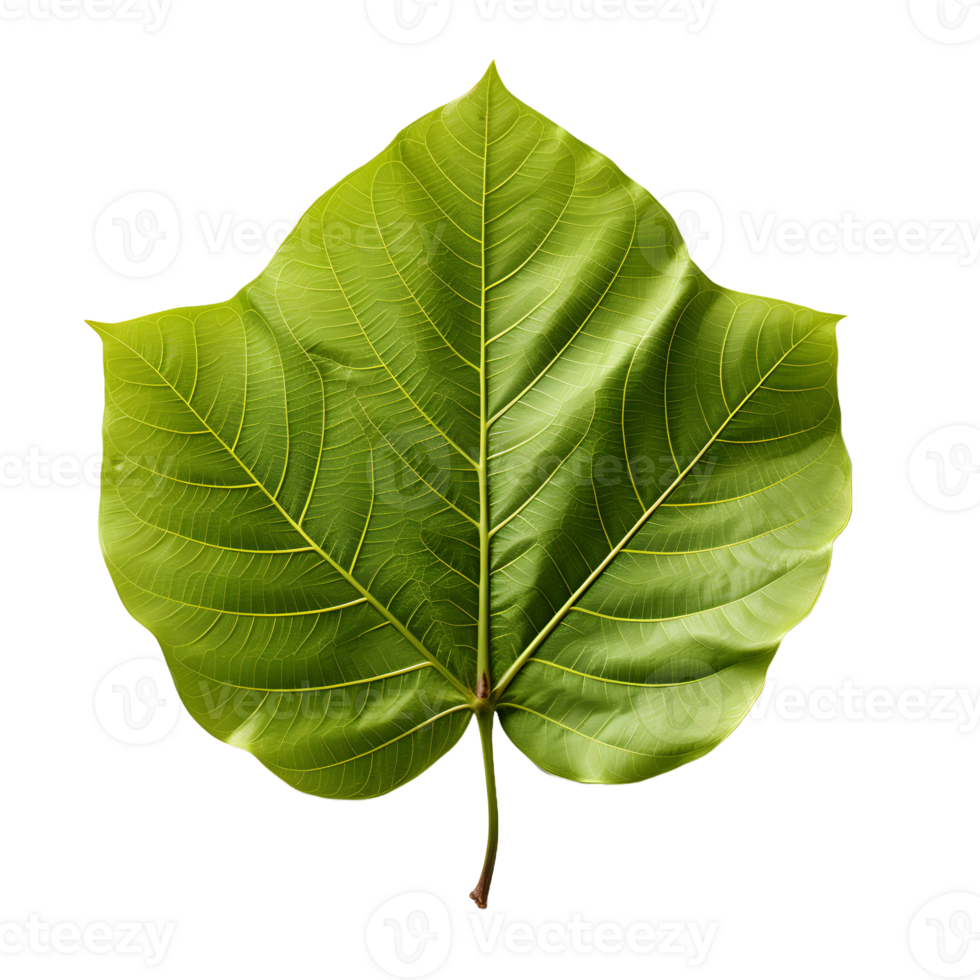 AI generated Fresh Green Bodhi Leaf Isolated on a White Background. Generative Ai png