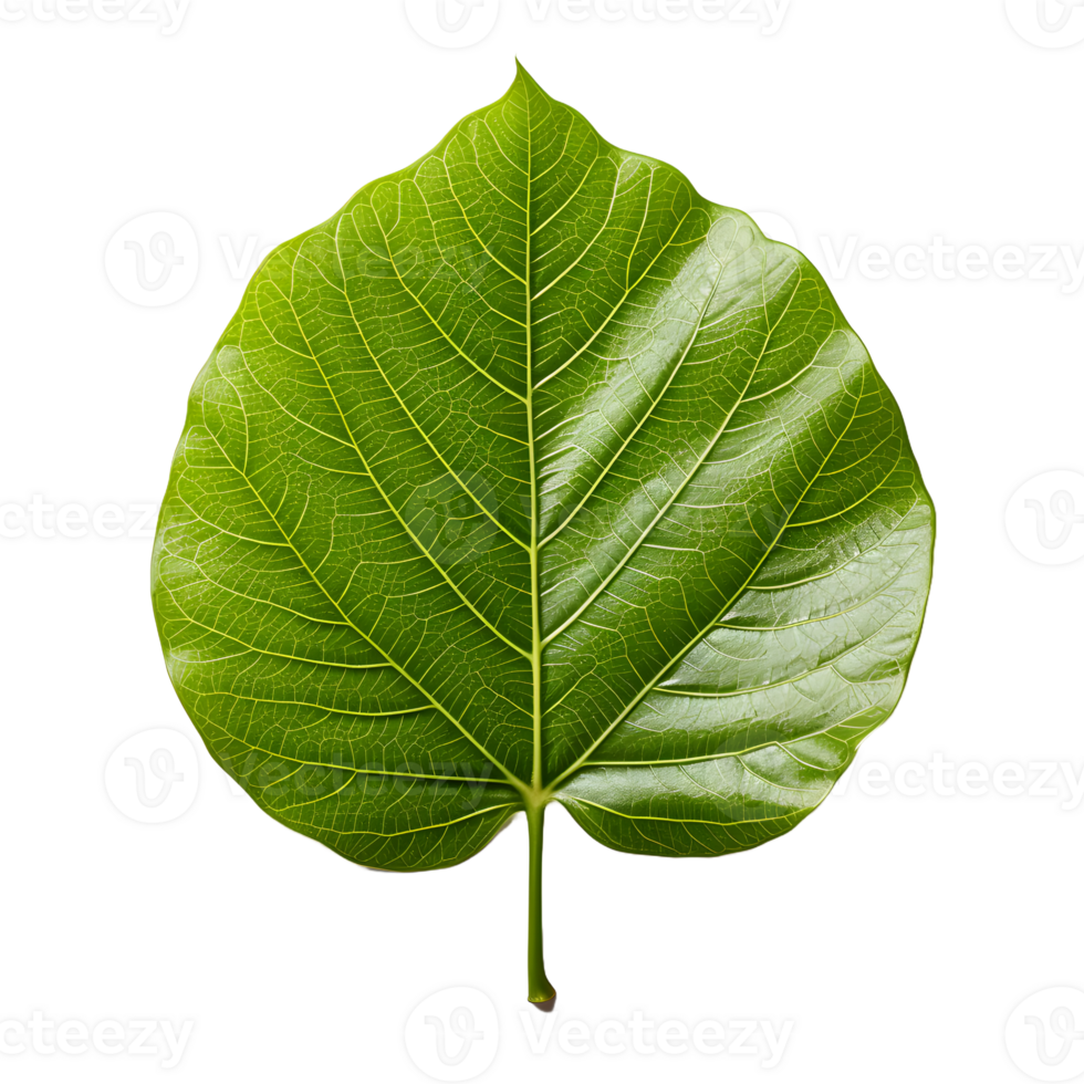 AI generated Fresh Green Bodhi Leaf Isolated on a White Background. Generative Ai png