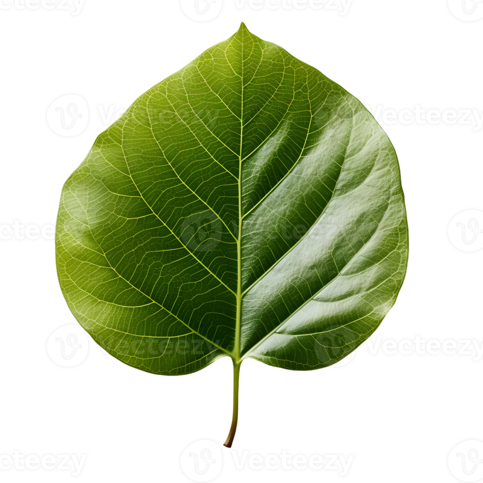 AI generated Fresh Green Bodhi Leaf Isolated on a White Background. Generative Ai png