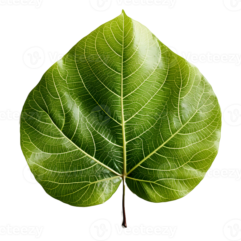 AI generated Fresh Green Bodhi Leaf Isolated on a White Background. Generative Ai png
