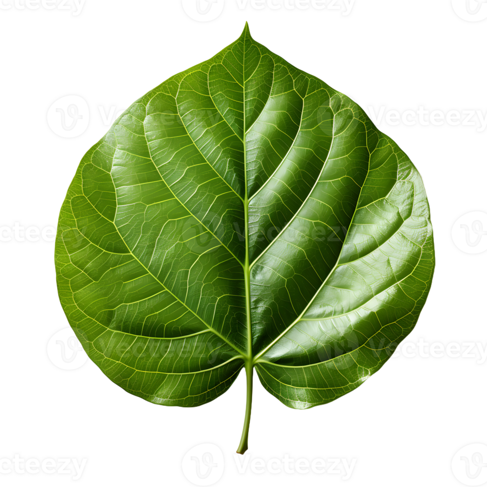 AI generated Fresh Green Bodhi Leaf Isolated on a White Background. Generative Ai png