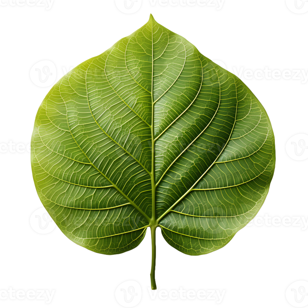 AI generated Fresh Green Bodhi Leaf Isolated on a White Background. Generative Ai png