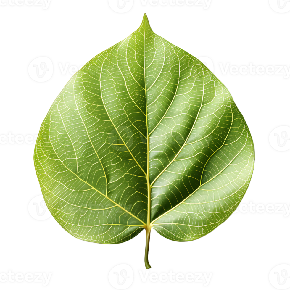 AI generated Fresh Green Bodhi Leaf Isolated on a White Background. Generative Ai png