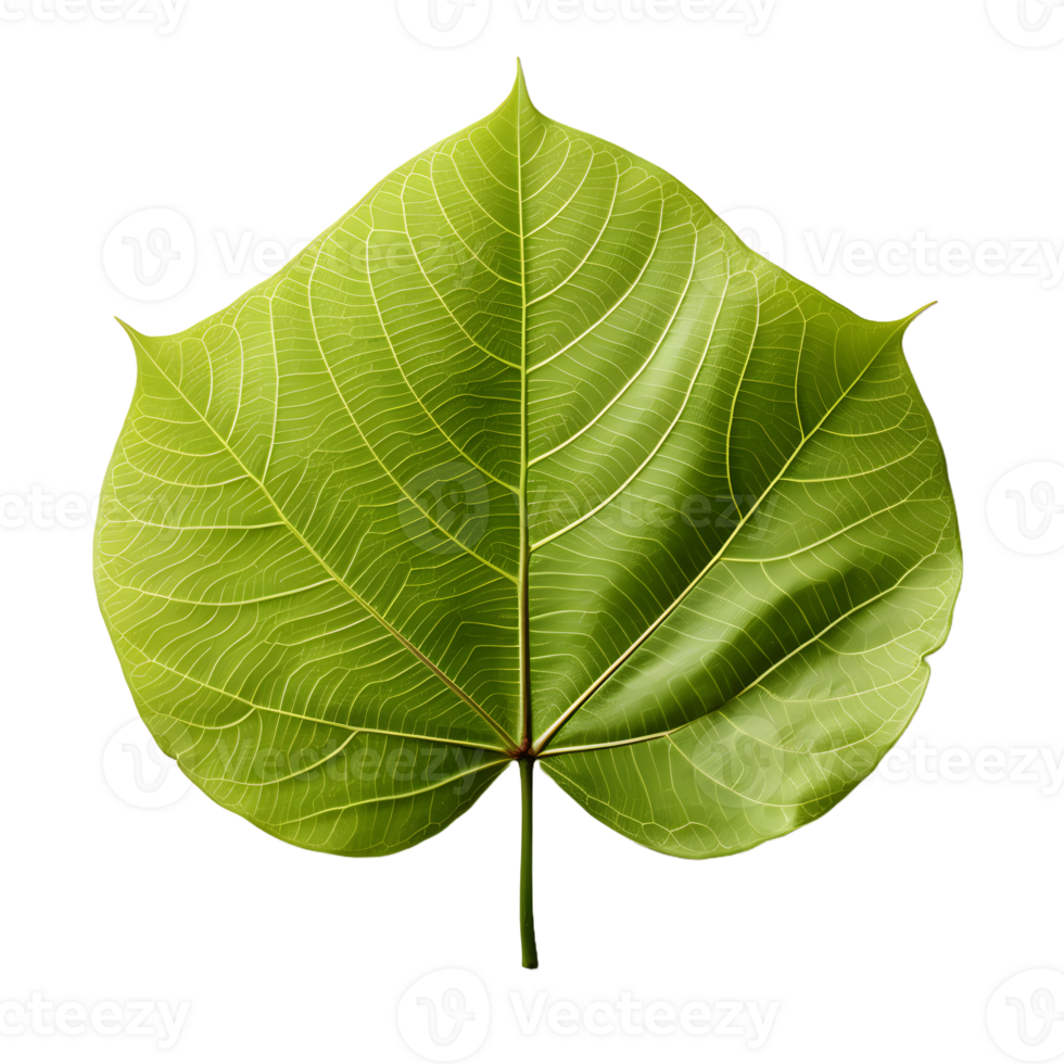 AI generated Fresh Green Bodhi Leaf Isolated on a White Background. Generative Ai png