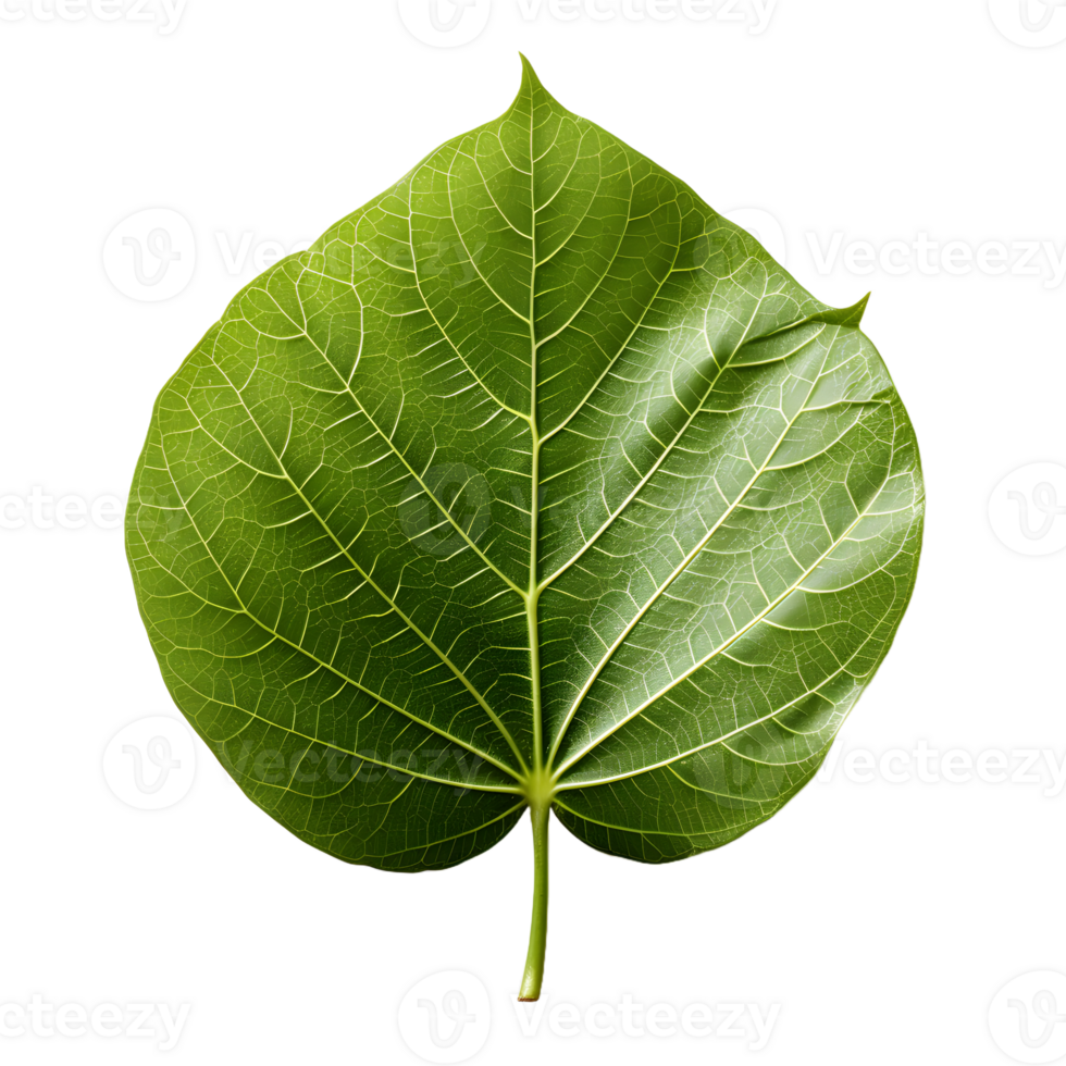 AI generated Fresh Green Bodhi Leaf Isolated on a White Background. Generative Ai png