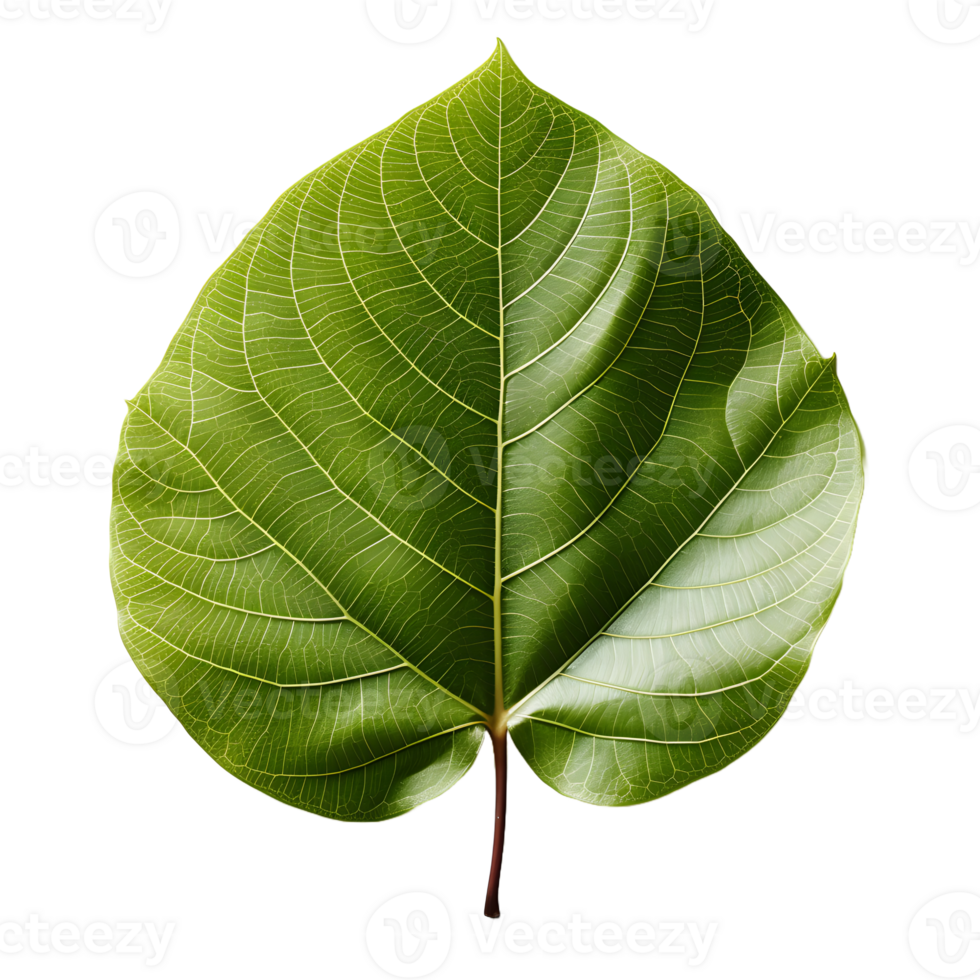 AI generated Fresh Green Bodhi Leaf Isolated on a White Background. Generative Ai png