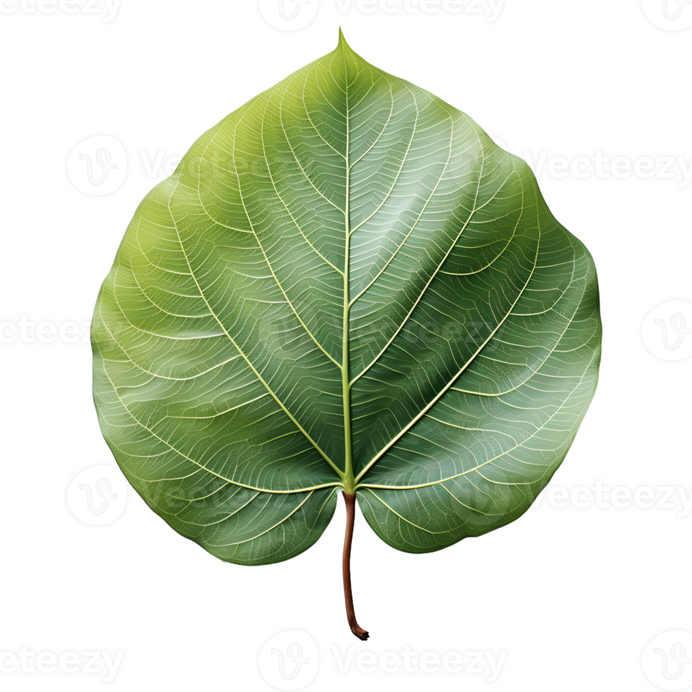 AI generated Fresh Green Bodhi Leaf Isolated on a White Background. Generative Ai png