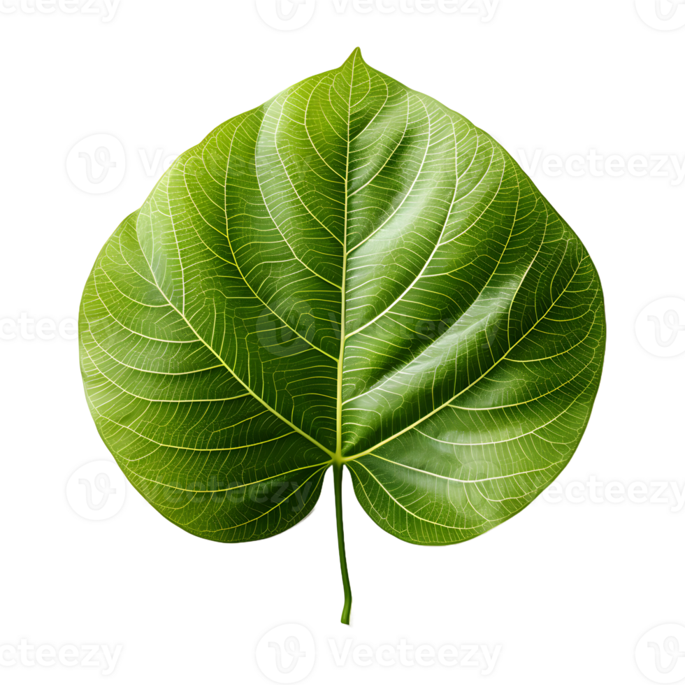 AI generated Fresh Green Bodhi Leaf Isolated on a White Background. Generative Ai png