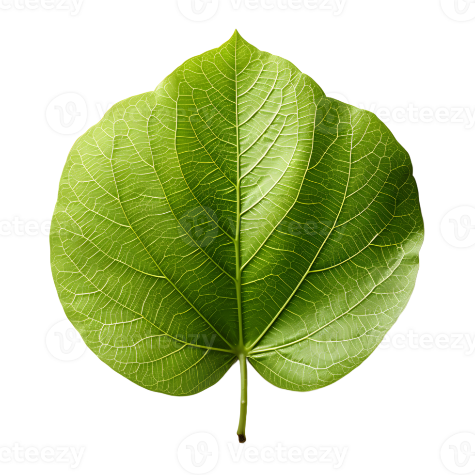 AI generated Fresh Green Bodhi Leaf Isolated on a White Background. Generative Ai png