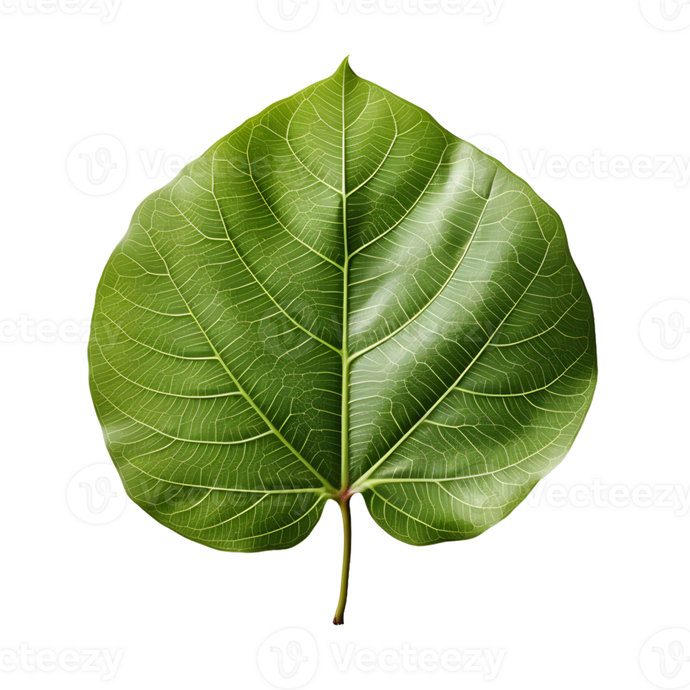 AI generated Fresh Green Bodhi Leaf Isolated on a White Background. Generative Ai png
