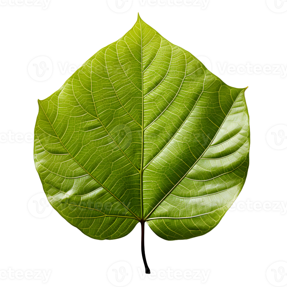 AI generated Fresh Green Bodhi Leaf Isolated on a White Background. Generative Ai png