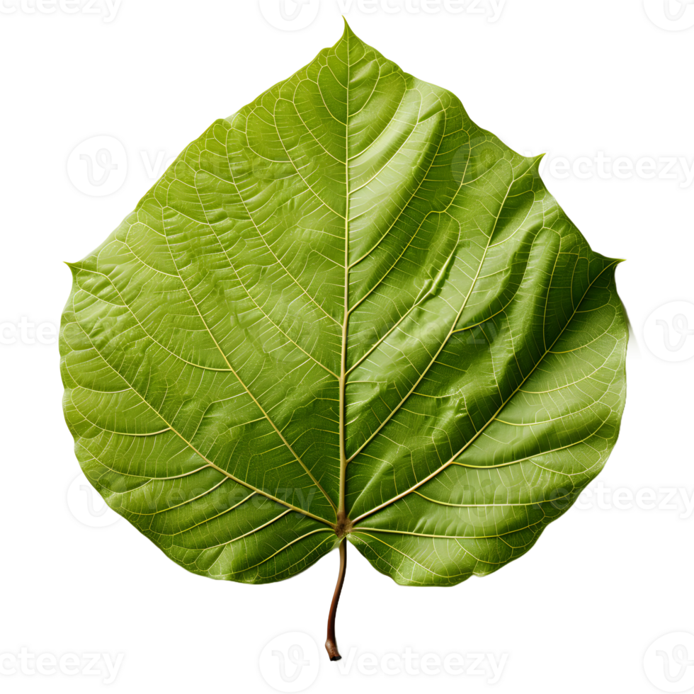 AI generated Fresh Green Bodhi Leaf Isolated on a White Background. Generative Ai png