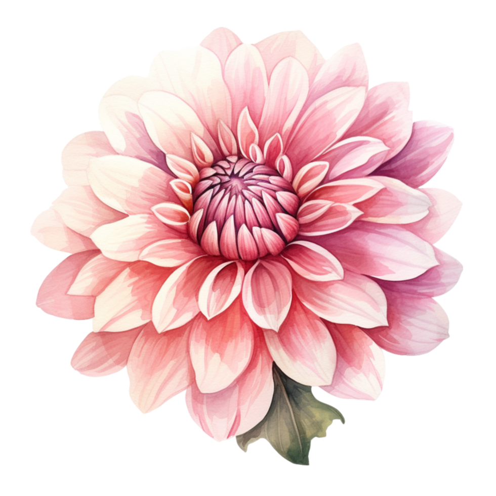 AI generated The pink dahlia flower isolated on transparent background   generative AI png