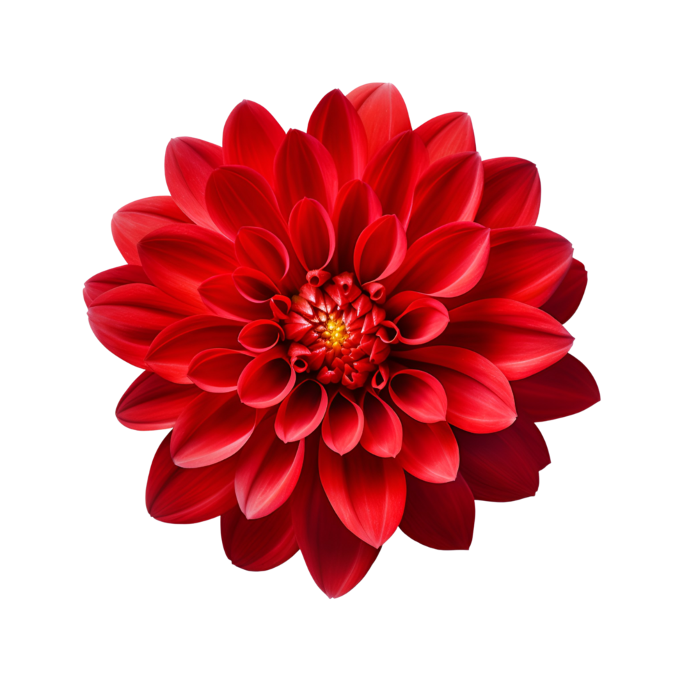 AI generated Maroon chrysanthemum flower  isolated on transparent background generative AI png