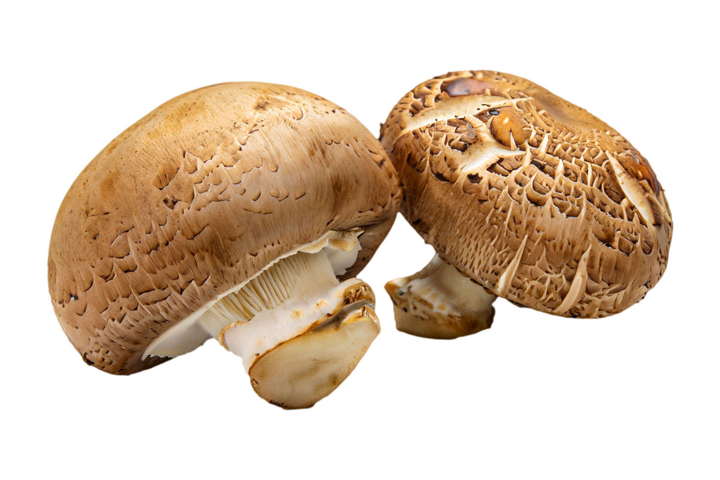 AI generated The mushroom is isolated on a transparent background. Mushroom PNG Generative AI