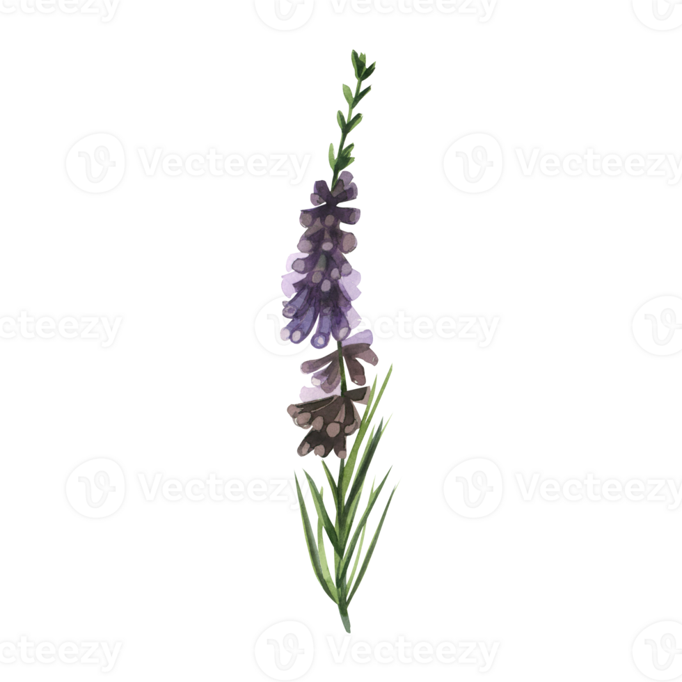 Heather painted in watercolor. Watercolor illustration, meadow heather plant with green leaves and purple flowers hand drawn in watercolor. For printing on fabric and paper png