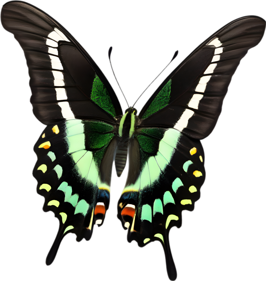 AI generated Colorful and elegant butterfly image. png