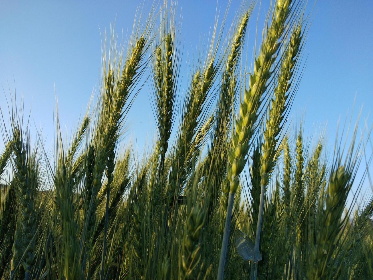 verde trigo campo y soleado día foto