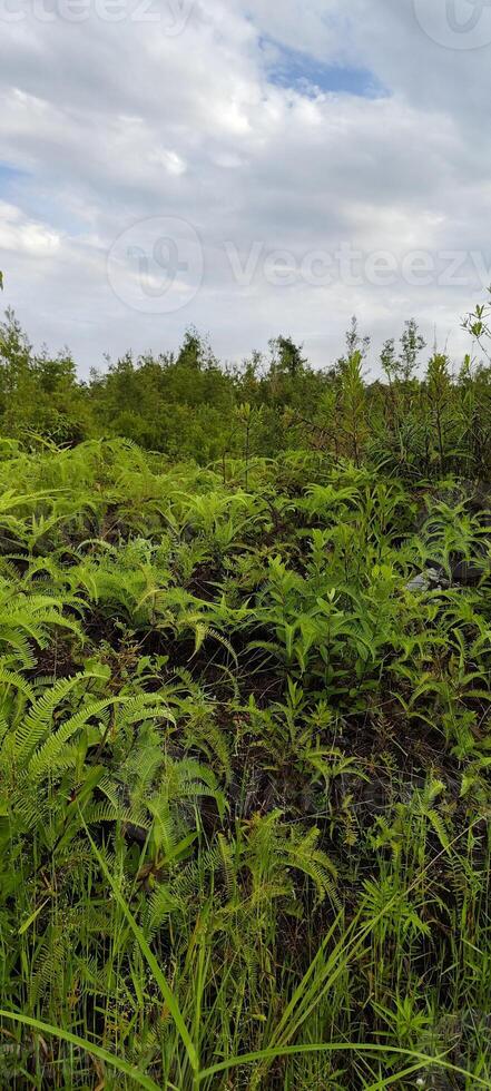 a stack of wild weeds in the field of swamp photo