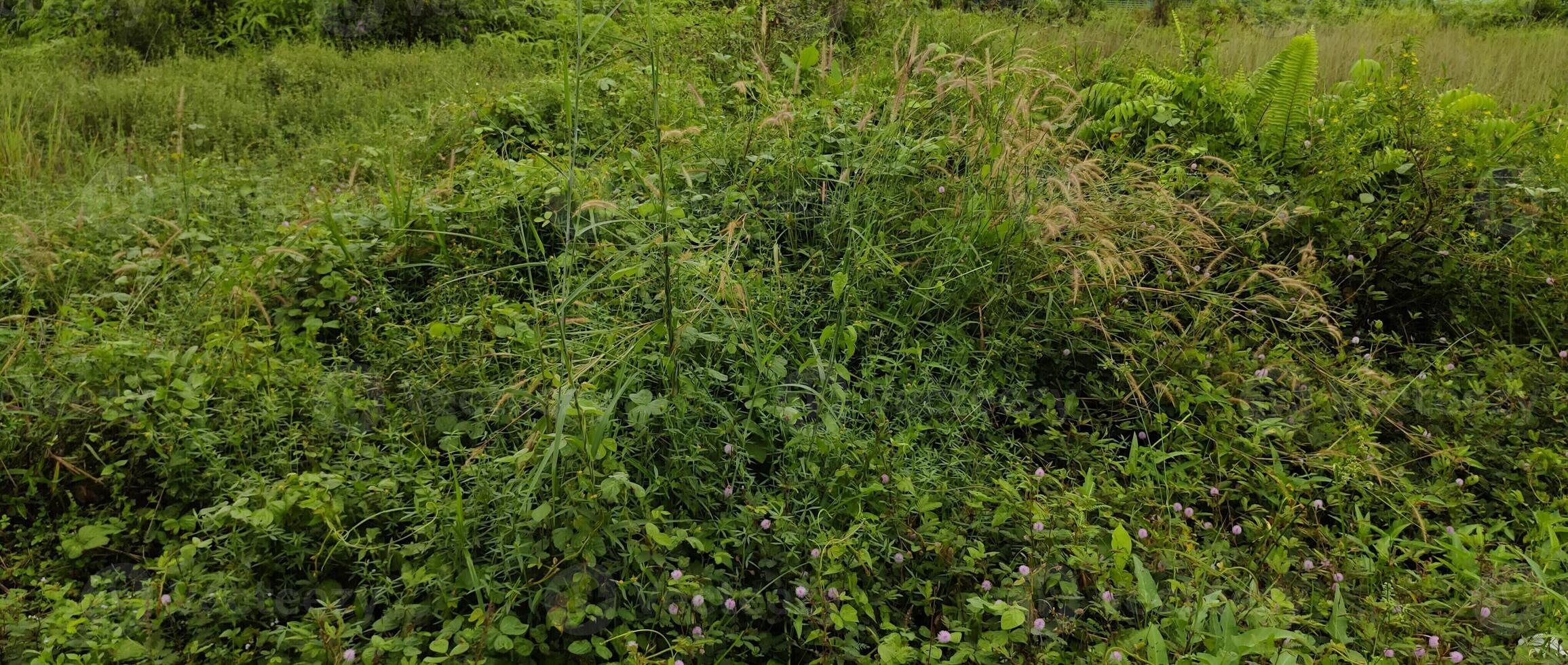 stack of weeds in the field photo