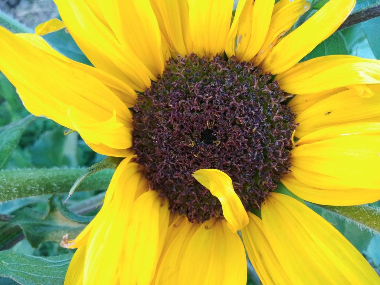 Close-up of a sunflower growing in a field of sunflowers photo
