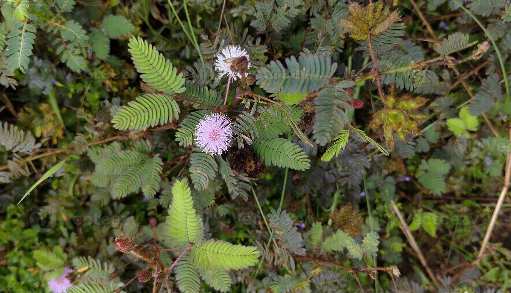 the mimosa plants with blooming flower photo