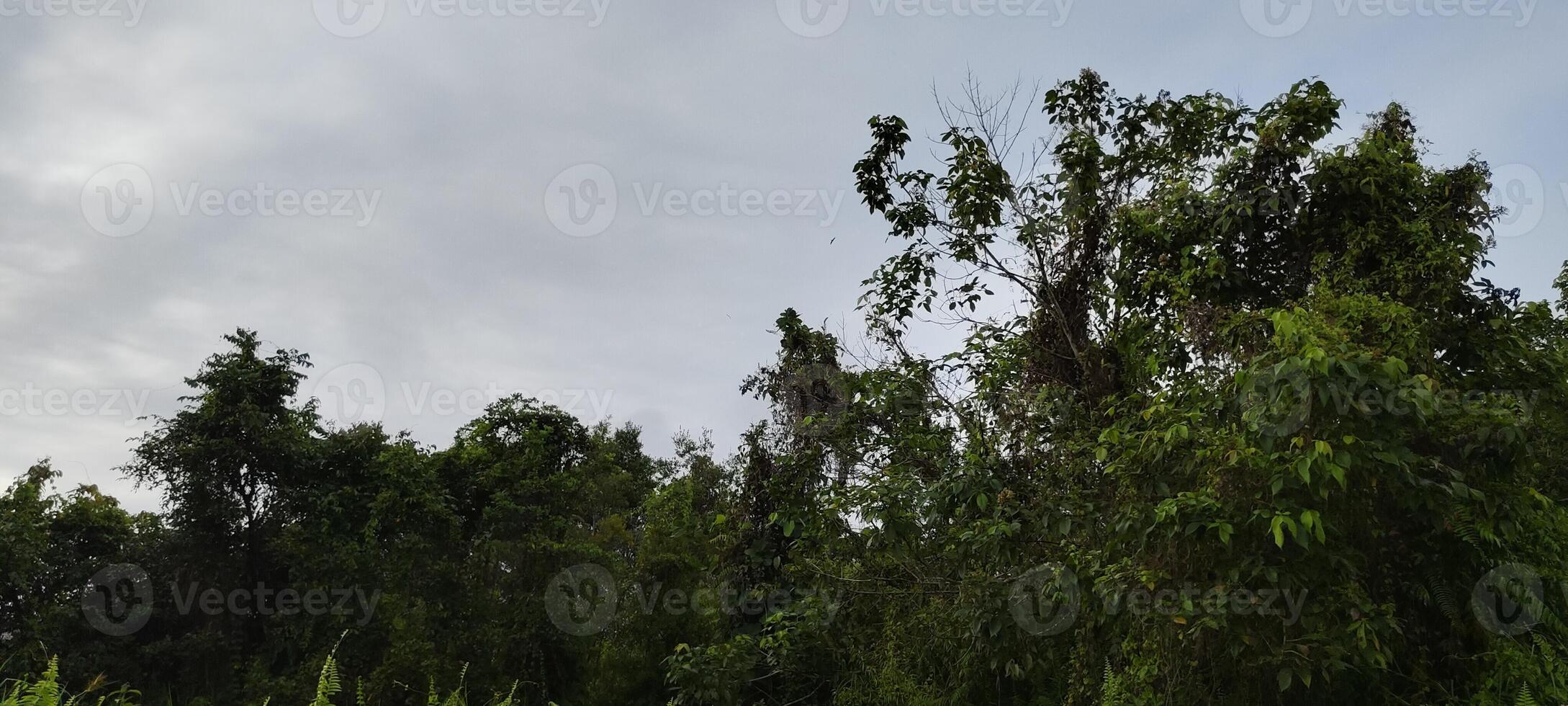 morning atmosphere in the jungle with clear sky photo