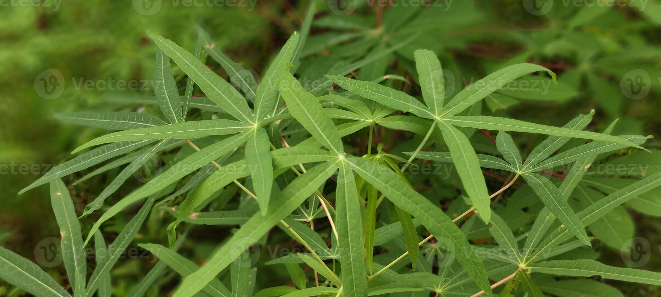 cassava leaves in the garden photo