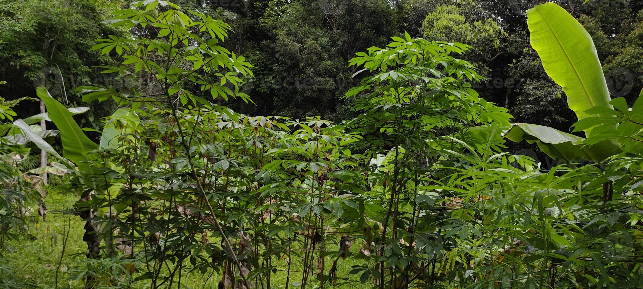 a stack of cassava plants in the garden photo