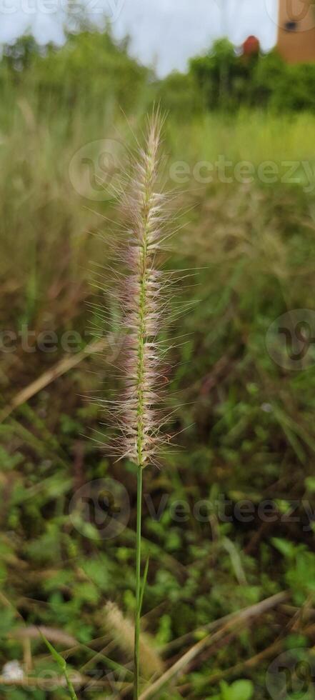 imperata cylindrica wild weeds for ornament photo