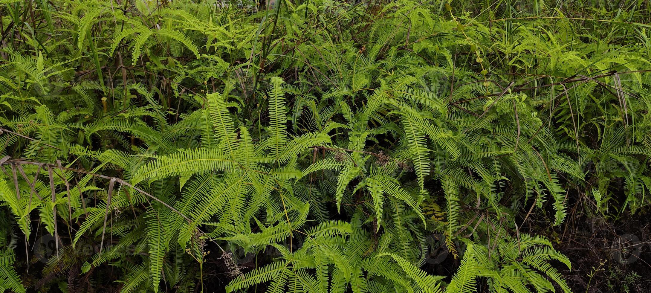 stack of fern in the jungle photo